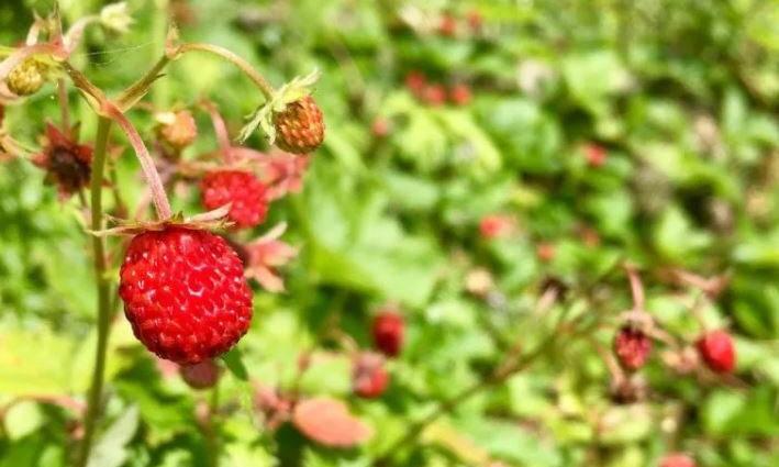 Fragoline Bosco PRORAONLINE