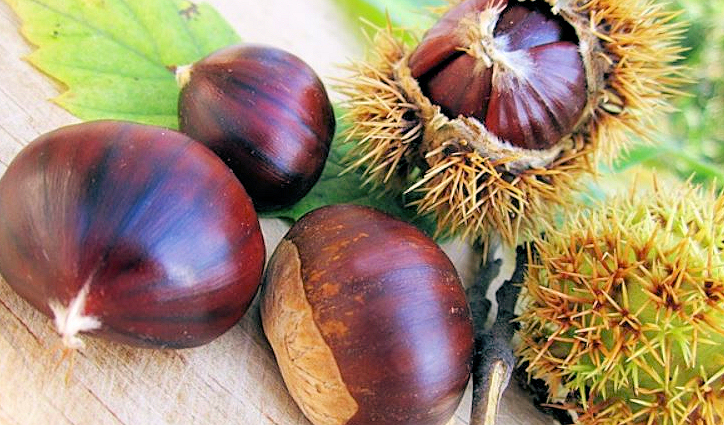 Castagne PRORAONLINE