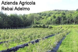 Clicca per entrare nella pagina dell'Azienda Agricola Rabai Adelmo